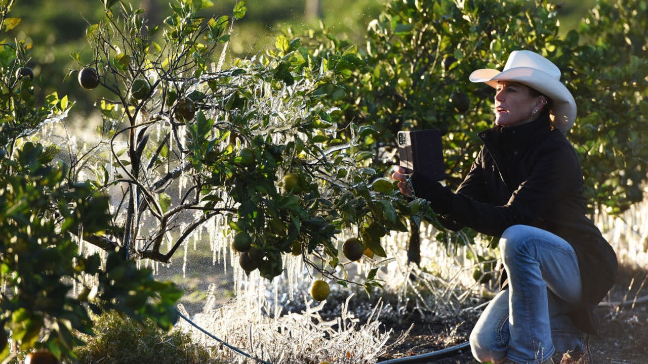 Florida citrus, vegetable crops appear to escape damage from freezing