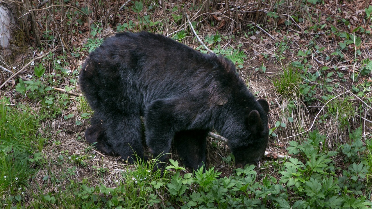 Relocated 'nuisance' bear travels nearly 1,000 miles, returns to national park - Vimarsana News