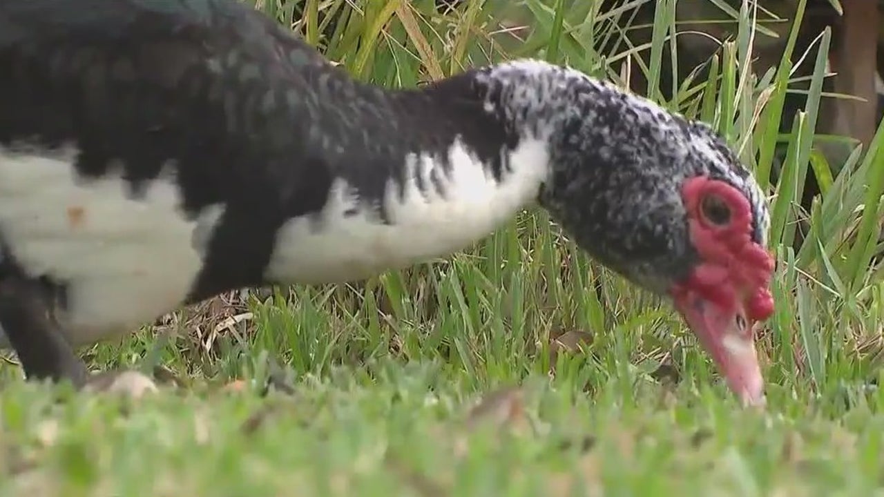 ‘They are a nuisance’: Florida city votes to remove invasive ducks labeled aggressive, destructive