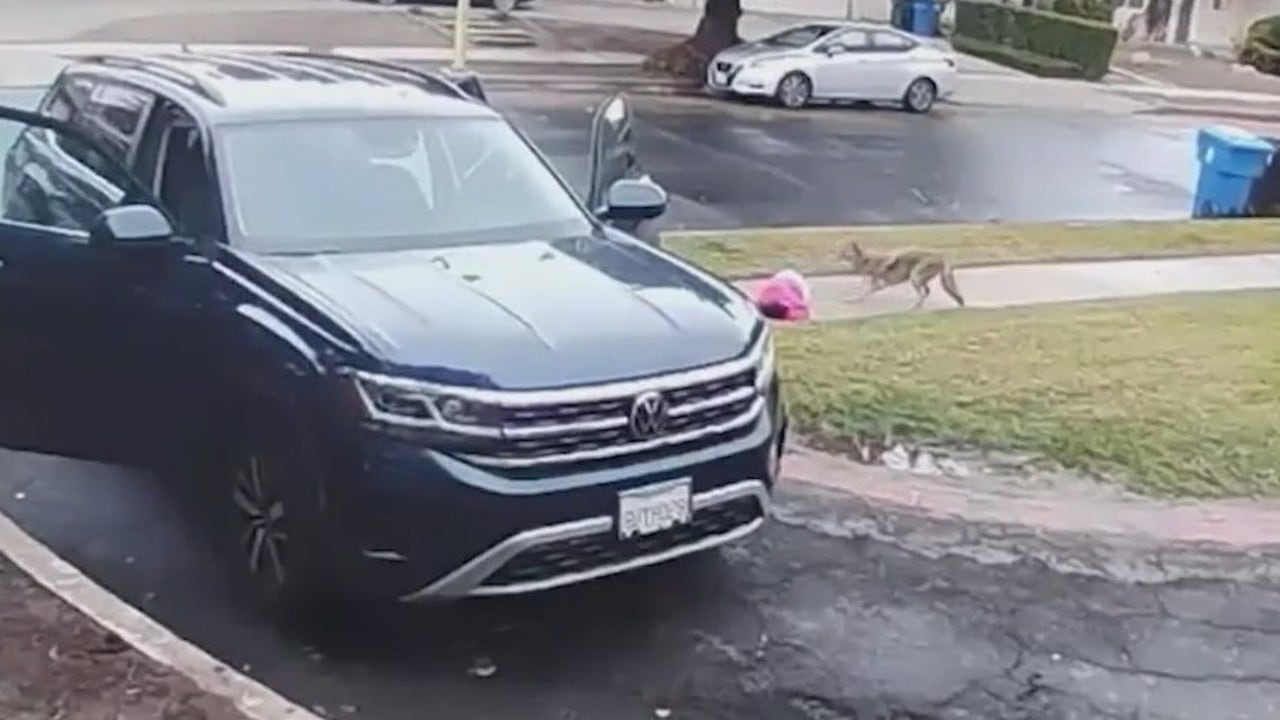 Viral Video Of Coyote Grabbing And Dragging Toddler Sparks Concerns In ...