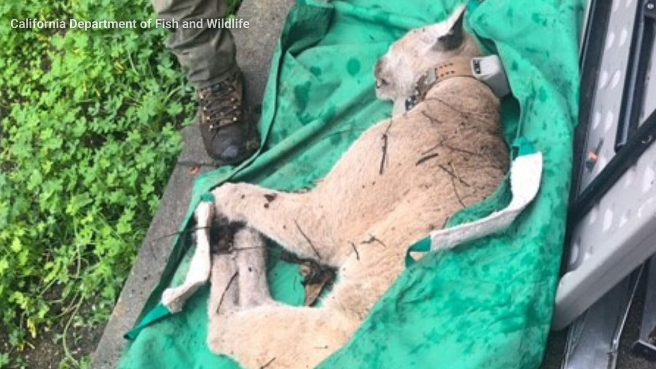 P-22: LA's celebrity mountain lion captured after days-long search - Vimarsana News
