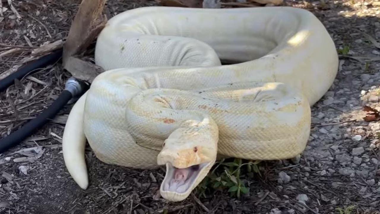 Enormous Albino Boa Constrictor Caught in Florida Backyard: 'This