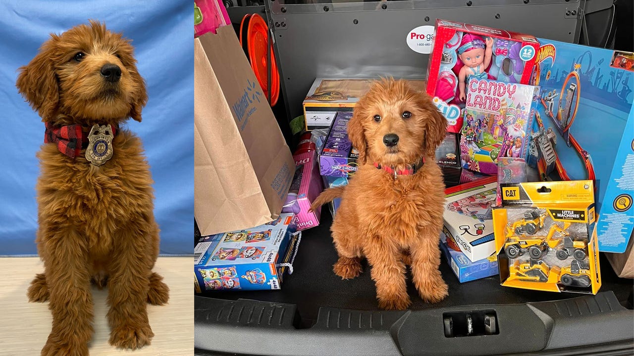 Rhode Island police department debuts new puppy recruit spreading Christmas cheer - Vimarsana News