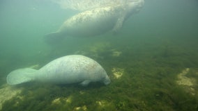 Groups to sue federal officials over failure to protect manatees