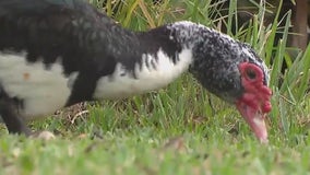 'They are a nuisance': Florida city votes to remove invasive ducks labeled aggressive, destructive