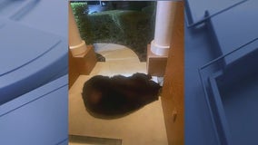 Huge bear caught sleeping on front porch of Florida home