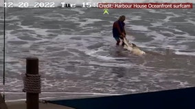 Florida wildlife officials investigating claims man beat shark with hammer