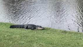 VIDEO: Florida gator spotted 'guarding' ball on golf course