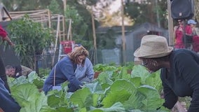 Florida man creates urban garden, providing Orlando residents with access to locally grown produce