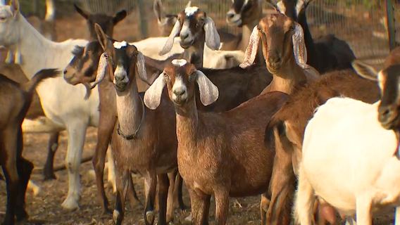 Florida dairy farm struggling after hurricanes, freezes, and high feed prices