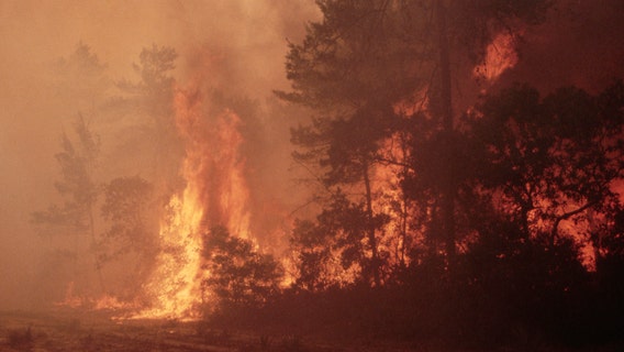 Florida expected to be hotbed for wildfires in early 2023