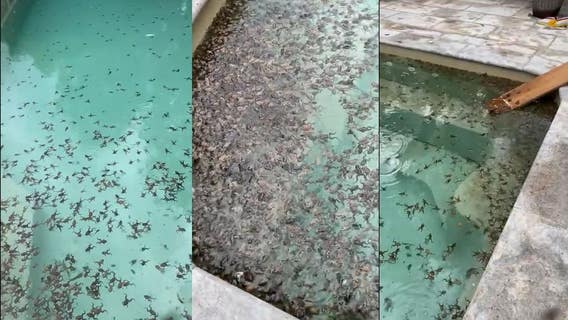 Video shows frogs take over backyard pool after floods: ‘I think I’ll swim in the creek’