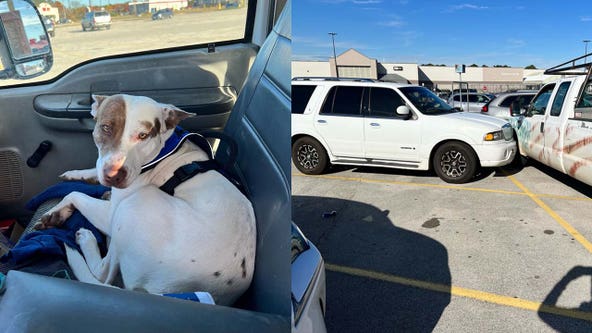 'Reckless driver' turns out to be dog behind wheel of Texas parking lot crash