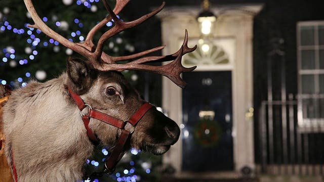 Meet live reindeer during the holidays at this Florida ranch