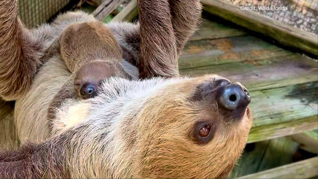 Wild Florida welcomes new baby sloth 'Banana'