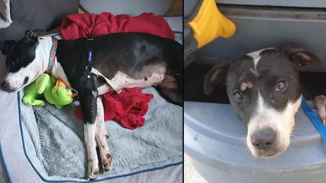 Dog found in garbage can in Orlando gets adopted
