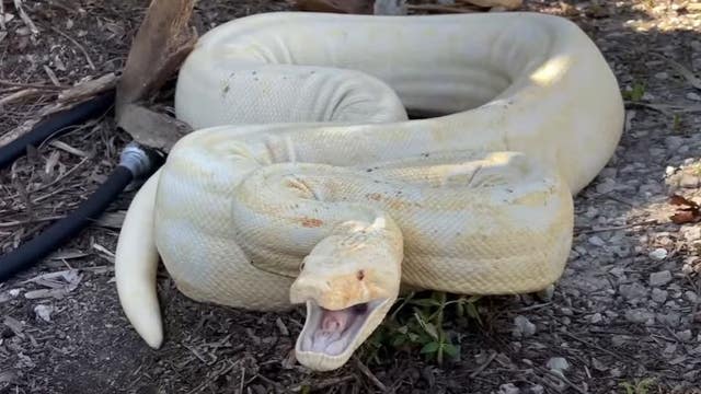 VIDEO: Massive, 9-foot albino boa constrictor captured in Florida backyard