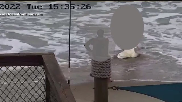 'Horrifying:' Witness says she watched man beat shark with hammer on Florida beach