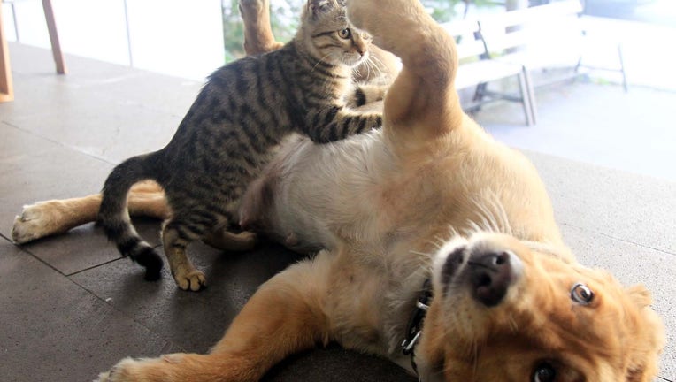 Most Popular Dog Cat Names In Orlando For 2022 FOX 35 Orlando most-popular-dog-cat-names-in-orlando-for-2022-fox-35-orlando