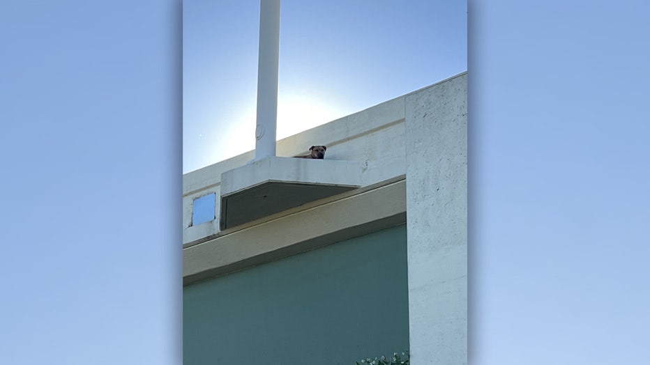 dog-on-overpass-I275.jpg