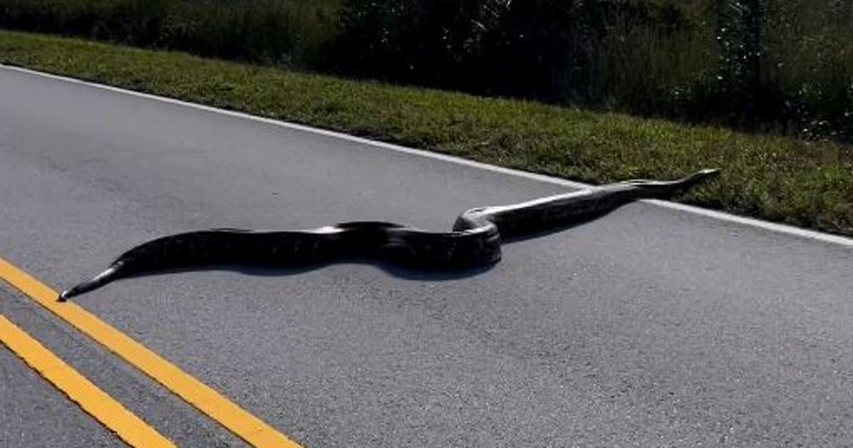 WATCH: Giant python crosses road in Florida Everglades | FOX 35 Orlando