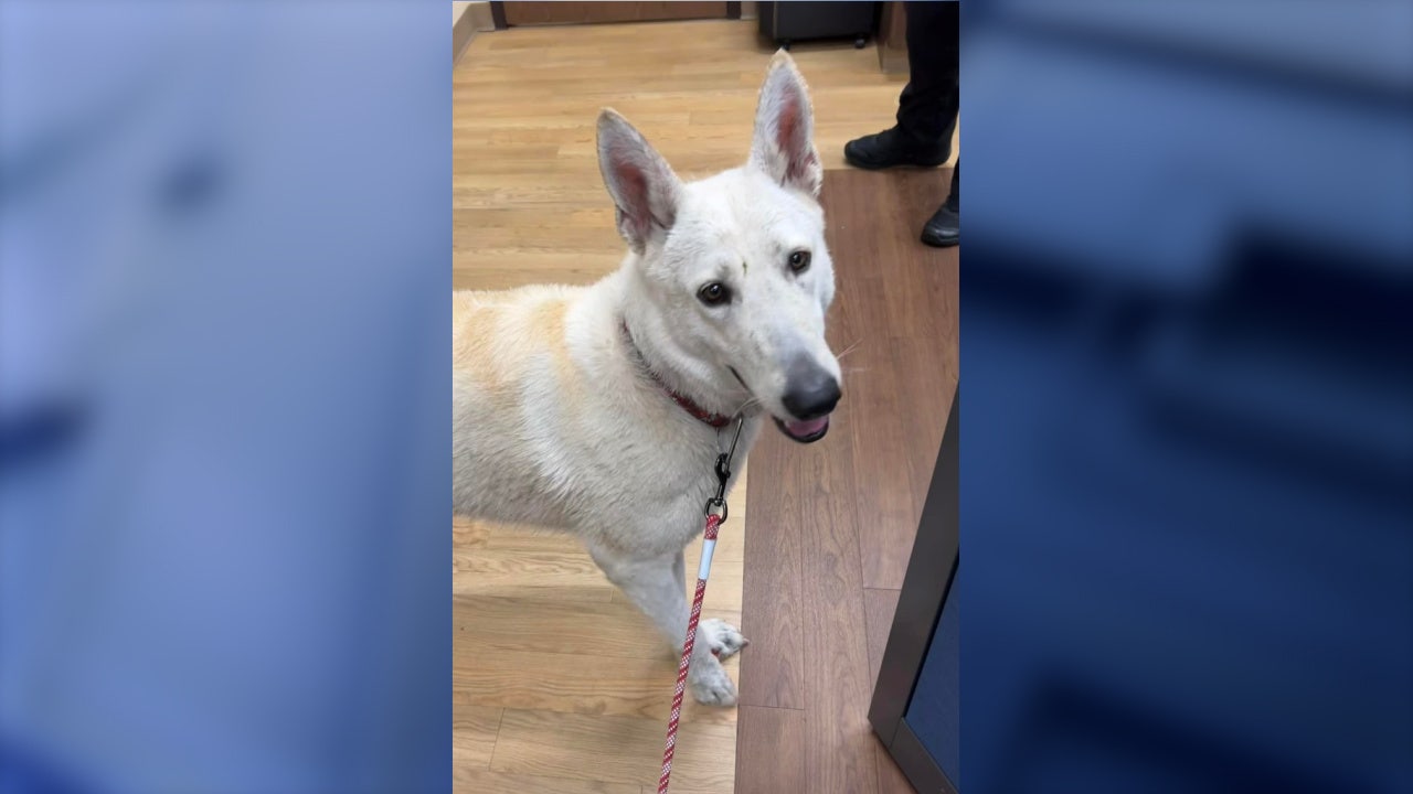 Florida police looking to help reunite dog rescued from pond with its