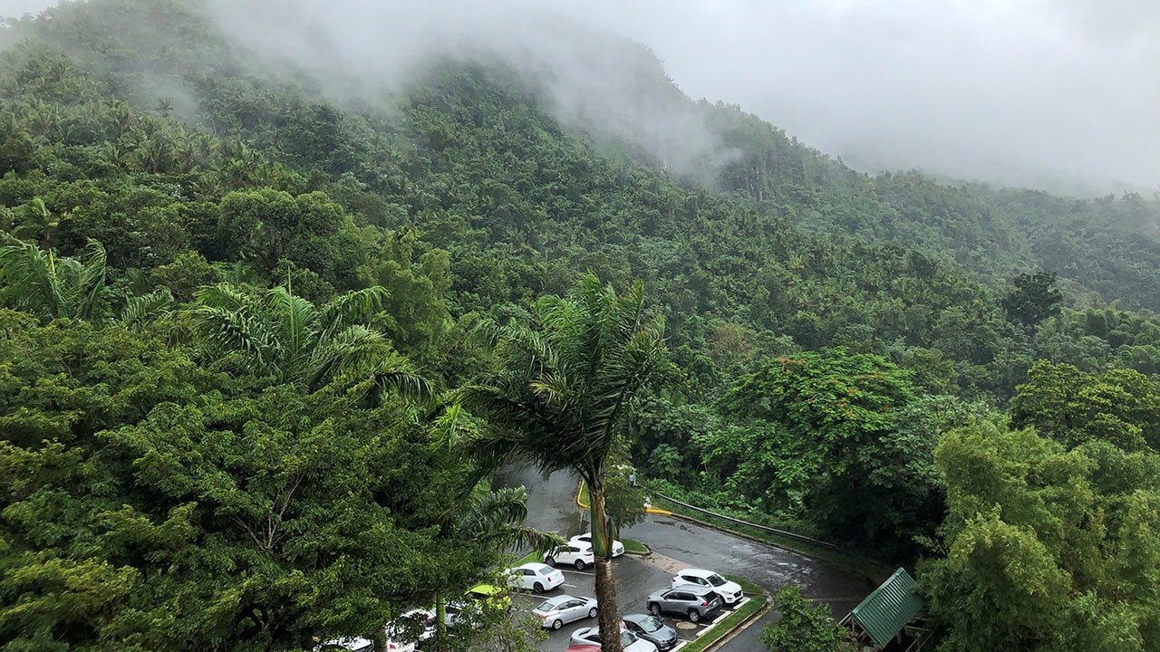 $1 million system planned to reduce traffic in famed Puerto Rico forest - Vimarsana News