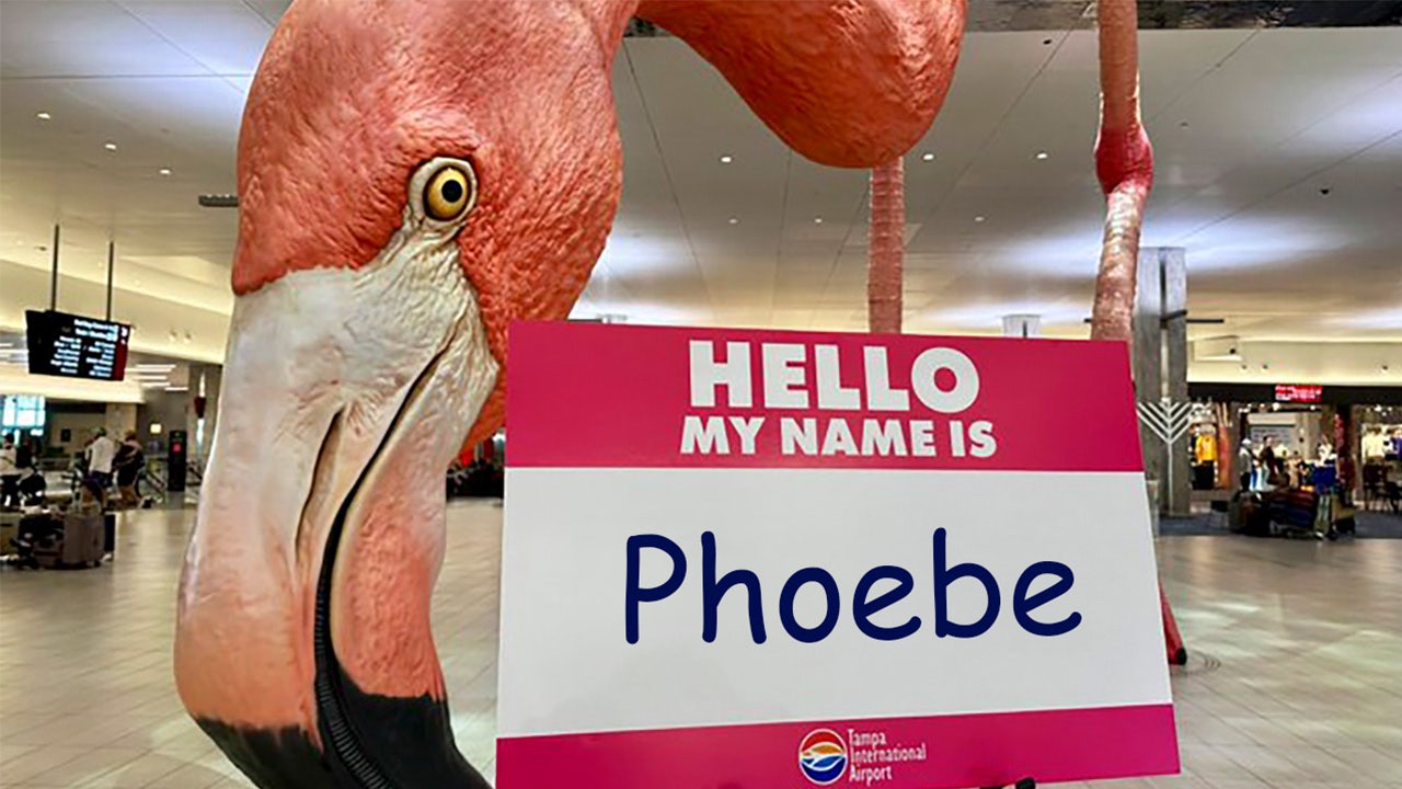 Tampa airport's giant flamingo finally has a name after month-long contest - Vimarsana News