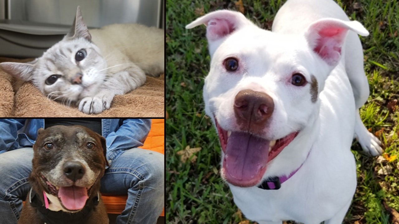 These cool dogs and cats are up for adoption in Central Florida