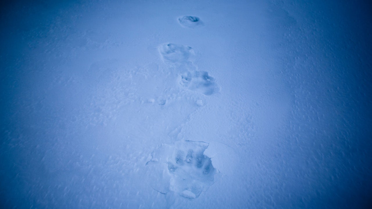 Polar bear kills mother, son in Alaska village, state troopers say - Vimarsana News