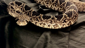 FWC: Illegal trafficking of 'highly venomous' snakes could result in more arrests