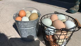 Farmers seeing a demand for eggs rise, as prices skyrocket for consumers