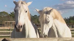 Winter Garden horse farm owners say new city development forcing them out