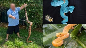FWC: Illegal snake trafficking ring sends multiple people to jail in Florida