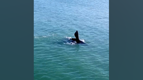 Florida couple spots endangered whale right outside their window