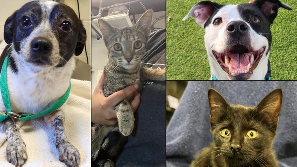 Adoptable pets in Orlando: These dogs and cats are looking for loving homes