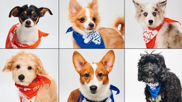 Puppy Bowl: Meet the Orlando-area rescue dogs competing ahead of the Super Bowl
