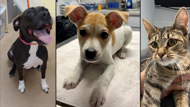 These dogs and cats are up for adoption in Orlando