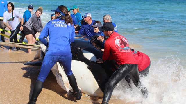 SeaWorld: Killer whale found dead on Florida beach was not pregnant, showed signs of 'various illnesses'