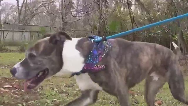 Women at Orlando Union Rescue Mission sew "Adopt Me" bandanas for homeless dogs