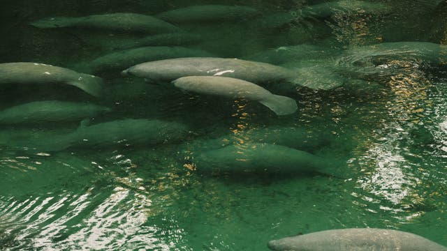New record: 729 manatees gather at Blue Springs State Park during Florida cold snap