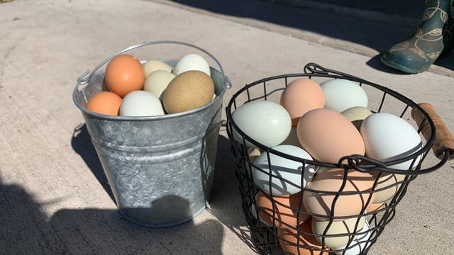 Farmers seeing a demand for eggs rise, as prices skyrocket for consumers