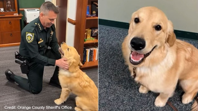 Meet new comfort dog at Orange County Sheriff's Office, 'Pegasus'