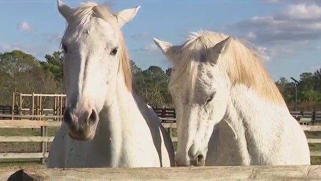 Winter Garden horse farm owners say new city development forcing them out