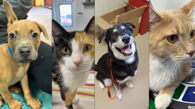 Pet adoption in Orlando: Check out these dogs and cats looking for forever homes