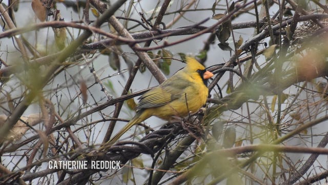 Rare 'one-in-a-million' yellow cardinal spotted on Christmas Eve