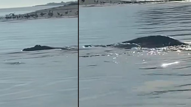 WATCH: Mystery creature spotted by boat captain leaves viewers guessing: Here’s what it is