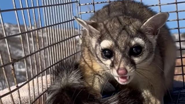 'Catcoon' rescued after living in Kohl's store, eating shoe boxes for weeks