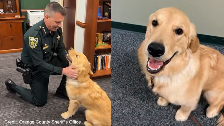 Meet new comfort dog at Orange County Sheriff's Office, 'Pegasus'