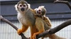 Monkey spotted in Mount Dora neighborhood; HOA issues warning to residents